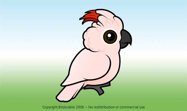 Birdorable Salmon-crested Cockatoo 