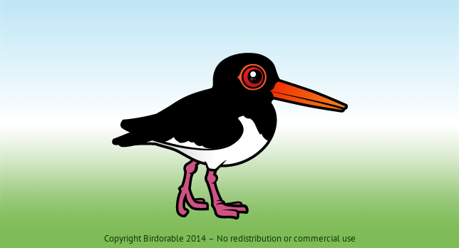 Birdorable Pied Oystercatcher 