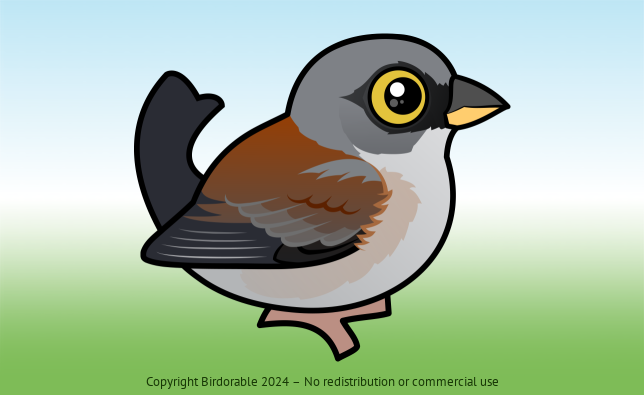 Birdorable Yellow-eyed Junco 