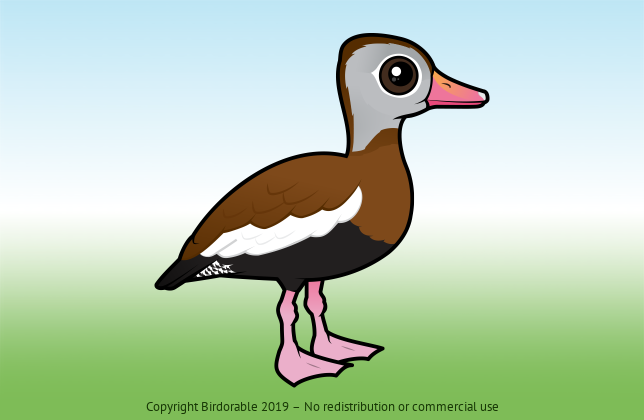Birdorable Black-bellied Whistling-Duck 