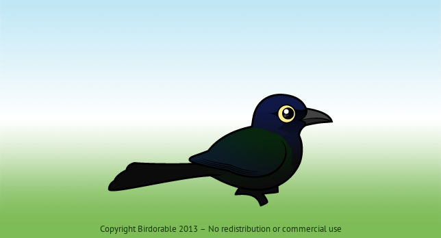 Birdorable Boat-tailed Grackle 