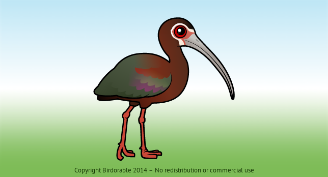 Birdorable White-faced Ibis 