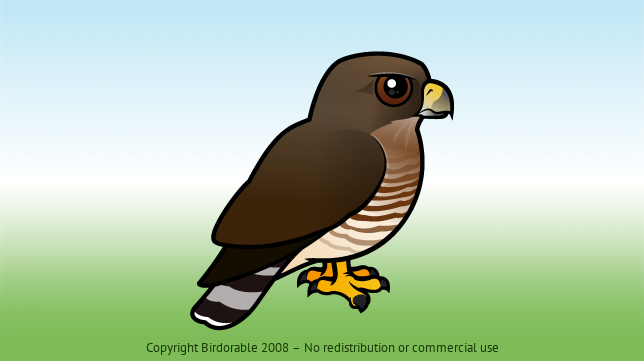 Birdorable Broad-winged Hawk 