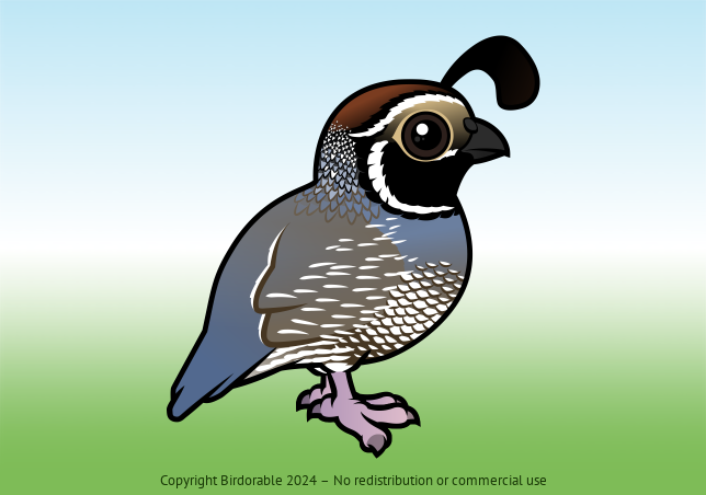 Birdorable California Quail 