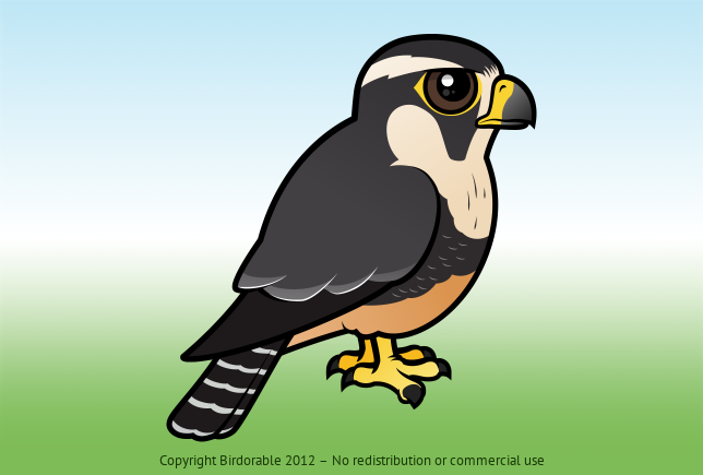 Birdorable Aplomado Falcon 