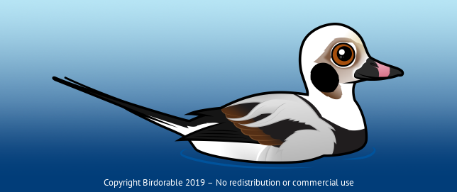 Birdorable Long-tailed Duck 