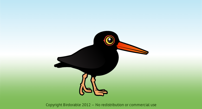 Birdorable Black Oystercatcher 