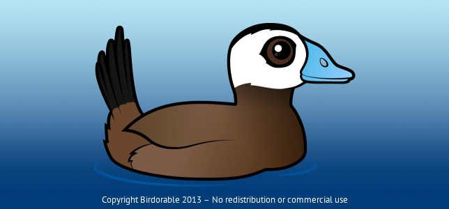 Birdorable White-headed Duck 