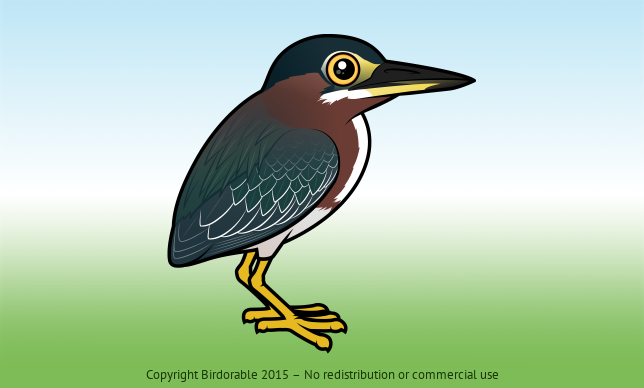 Birdorable Green Heron 