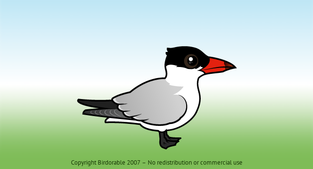 Birdorable Caspian Tern 