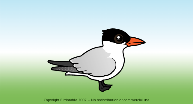 Birdorable Royal Tern 