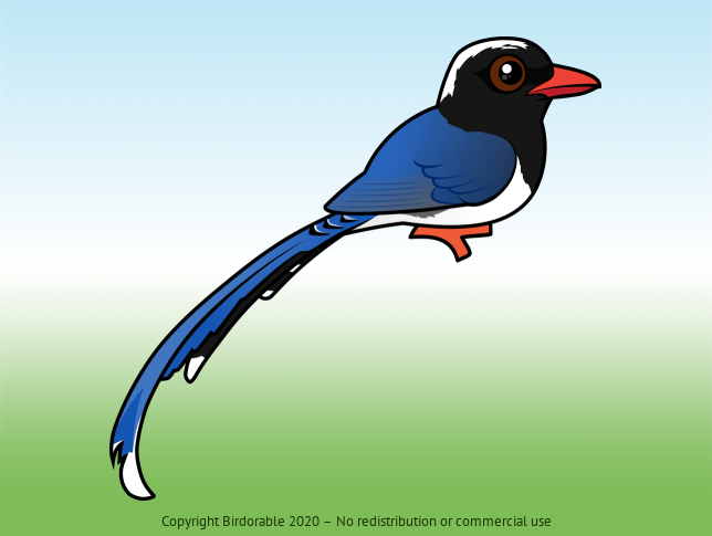Birdorable Red-billed Blue-Magpie 