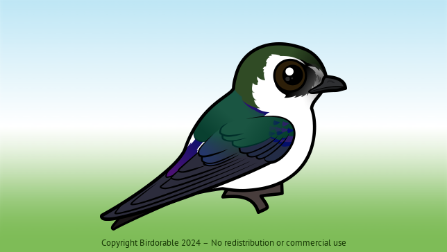Cute Cartoon Violet-green Swallow by Birdorable