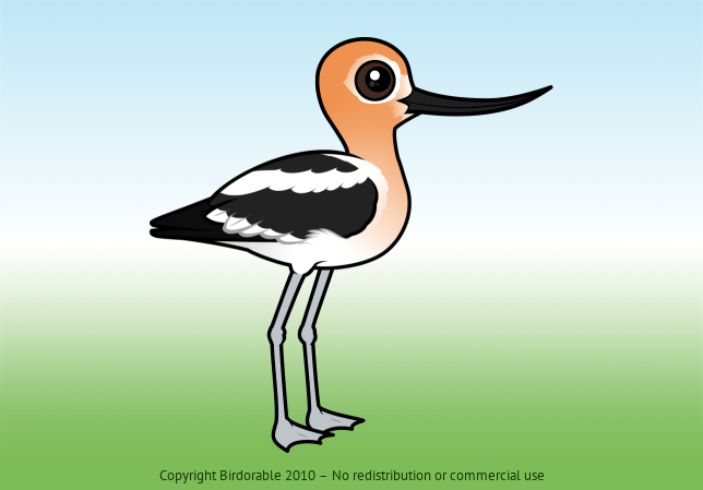 Birdorable American Avocet 