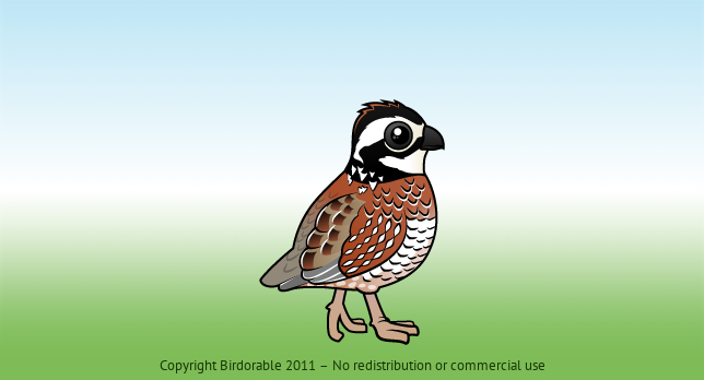Birdorable Northern Bobwhite 