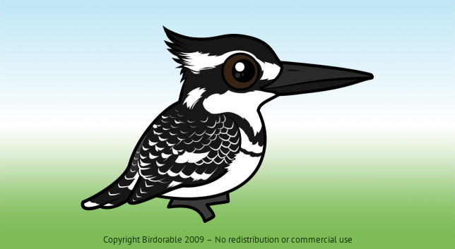 Birdorable Pied Kingfisher 