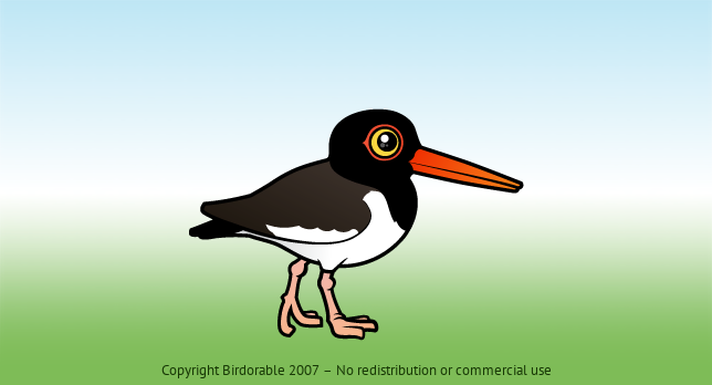Birdorable American Oystercatcher 