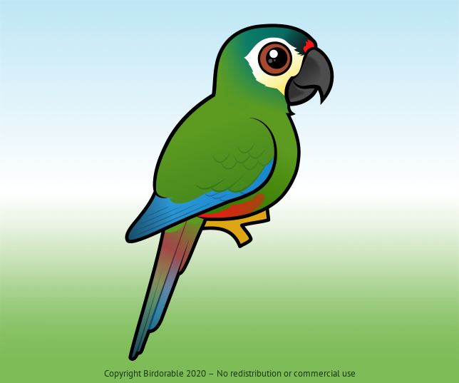 Birdorable Blue-winged Macaw 