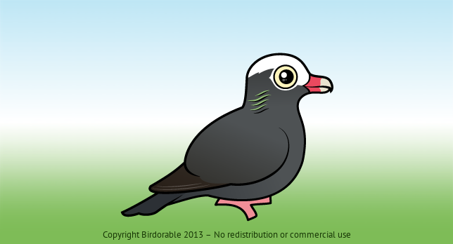 Birdorable White-crowned Pigeon 