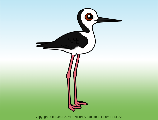 Birdorable Pied Stilt 