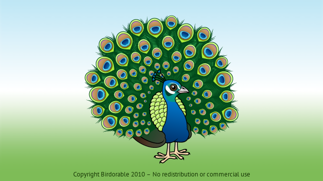 Birdorable Indian Peafowl 