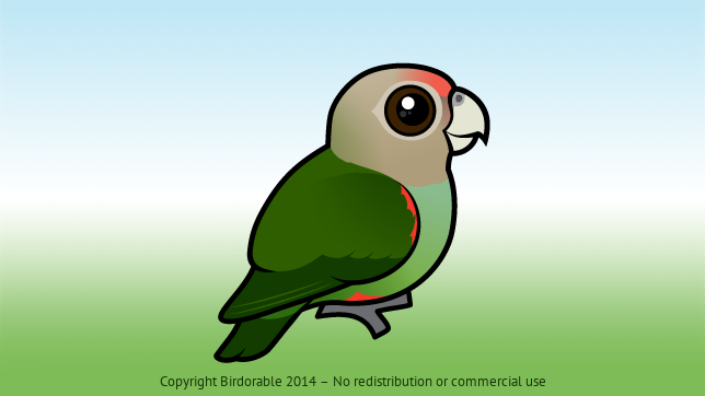 Birdorable Cape Parrot 