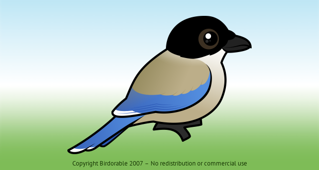 Birdorable Iberian Magpie 