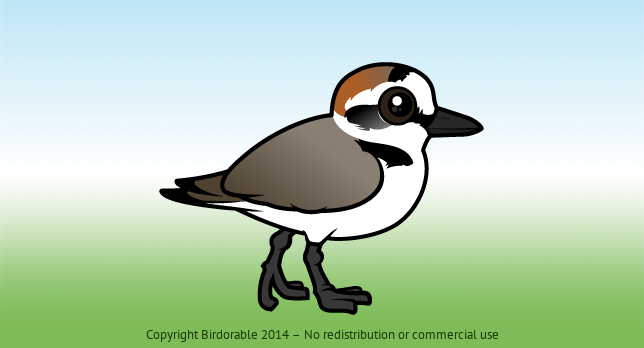 Birdorable Kentish Plover 