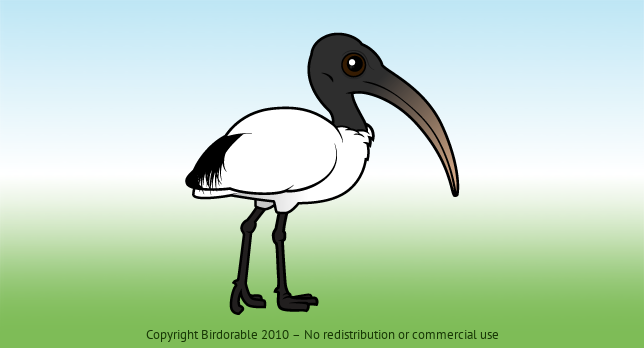Birdorable Sacred Ibis 
