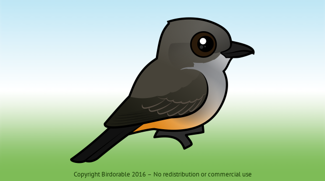 Birdorable Say's Phoebe 