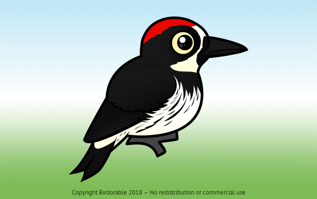 Birdorable Acorn Woodpecker 