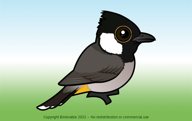 Birdorable White-eared Bulbul 