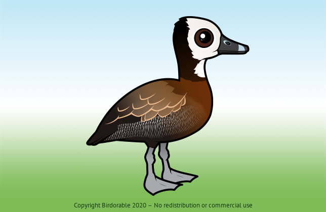 Birdorable White-faced Whistling-Duck 