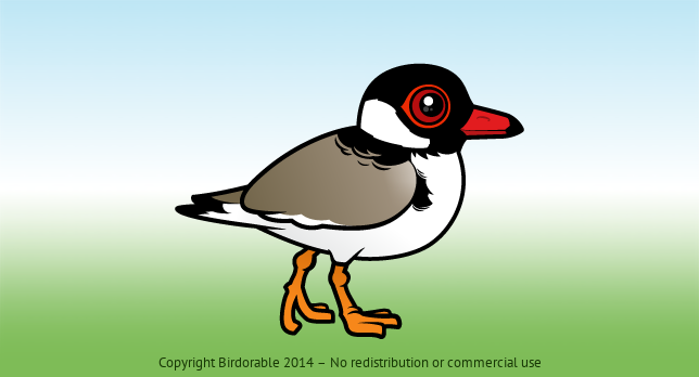 Birdorable Hooded Plover 