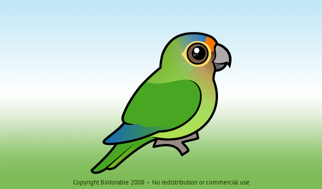 Birdorable Orange-fronted Parakeet 