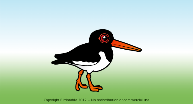 Birdorable Eurasian Oystercatcher 