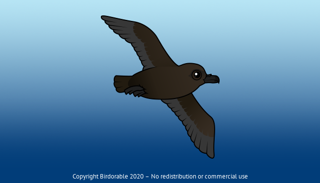 Birdorable Christmas Shearwater 