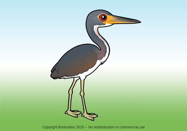 Birdorable Tricolored Heron 