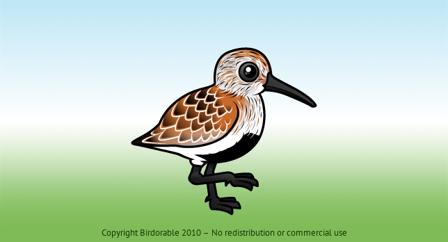 Birdorable Dunlin 