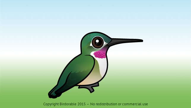 Birdorable Broad-tailed Hummingbird 