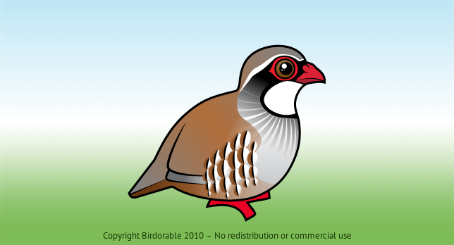 Birdorable Red-legged Partridge 