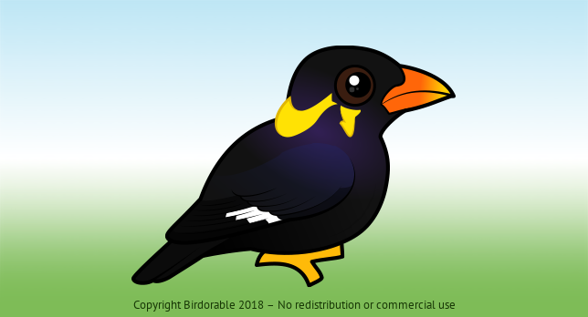 Birdorable Common Hill Myna 