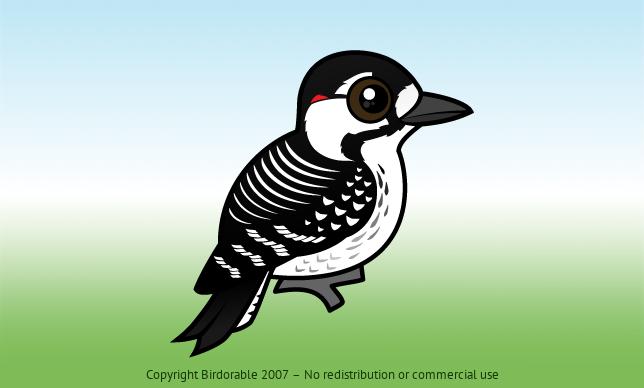 Birdorable Red-cockaded Woodpecker 