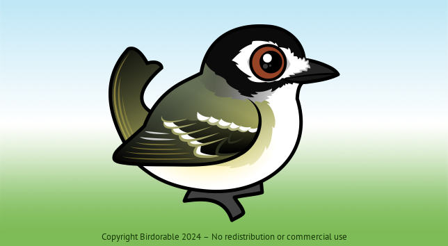 Birdorable Black-capped Vireo Male