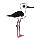 Thumbnail of Birdorable Black-winged Stilt Female