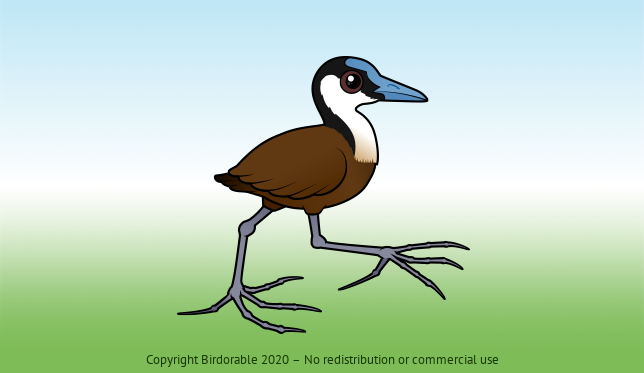 Birdorable African Jacana 