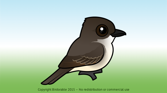 【phoebe-T】プリーター phoebeeastern.jpg?itok=BtcT-q5L