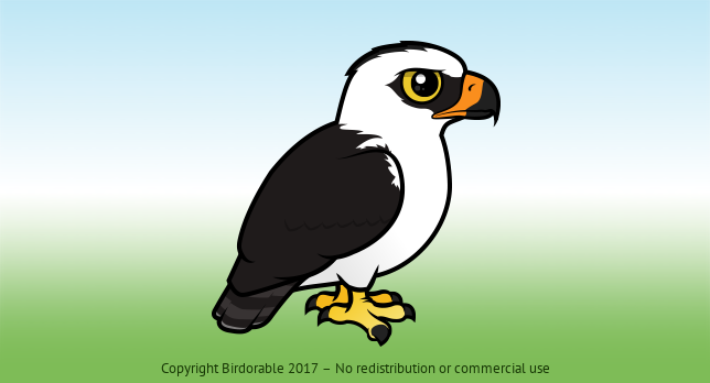 Birdorable Black-and-white Hawk-Eagle 