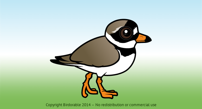 Birdorable Common Ringed Plover 