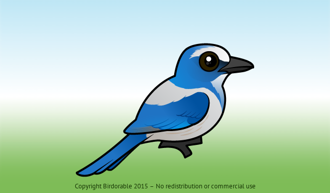 Birdorable Florida Scrub-Jay 